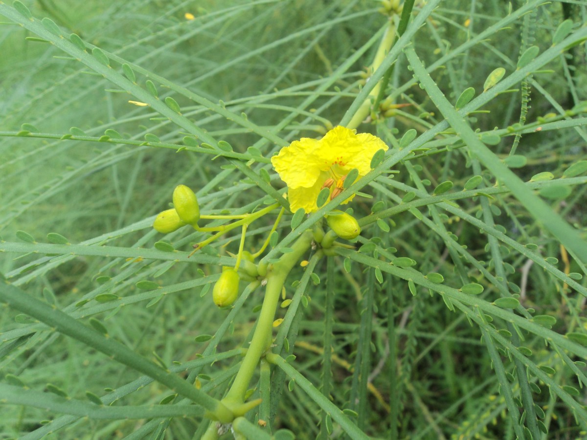 Parkinsonia